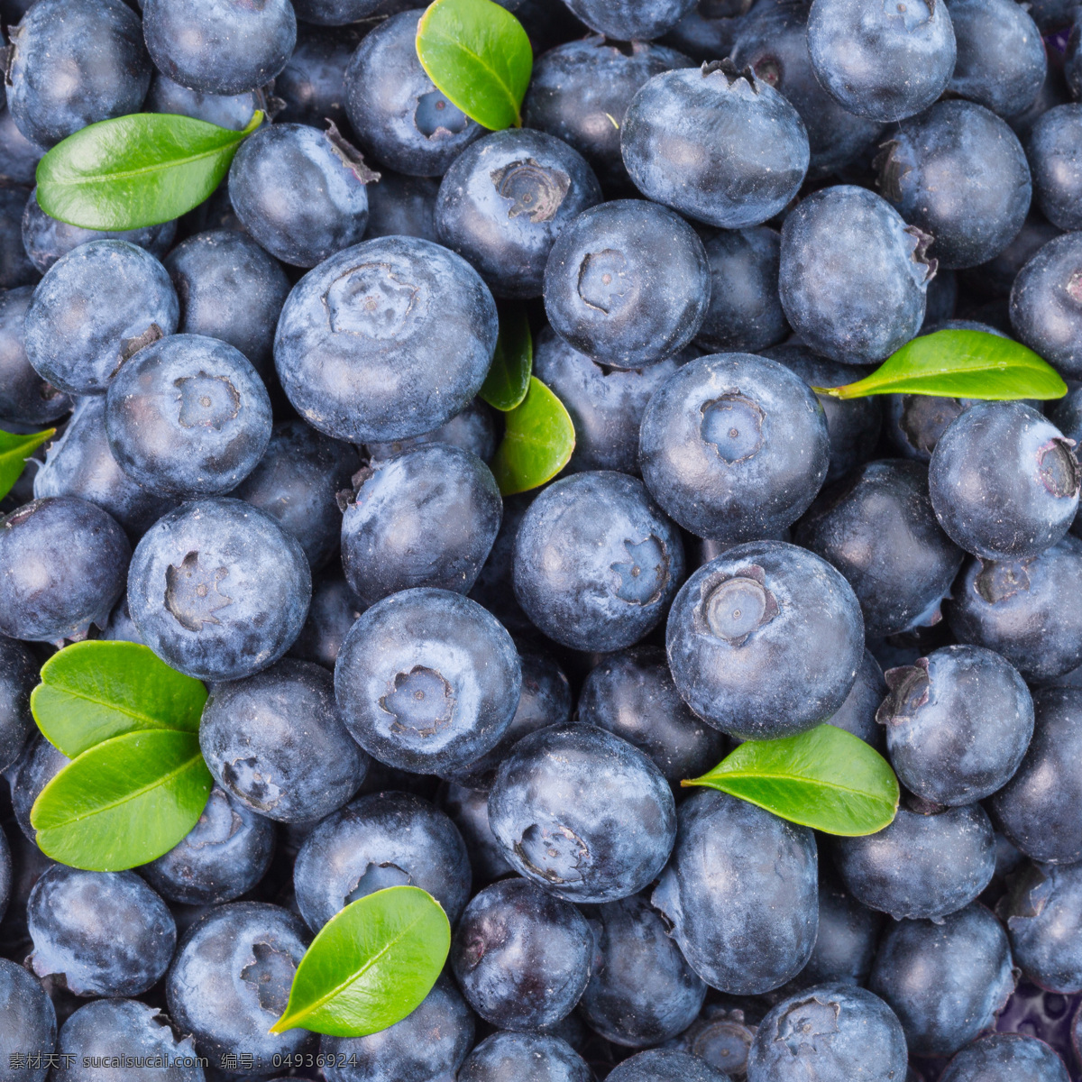 新鲜蓝莓背景 蓝莓 绿叶 树叶 新鲜蓝莓 新鲜水果 水果摄影 果实 浆果 水果蔬菜 餐饮美食 黑色