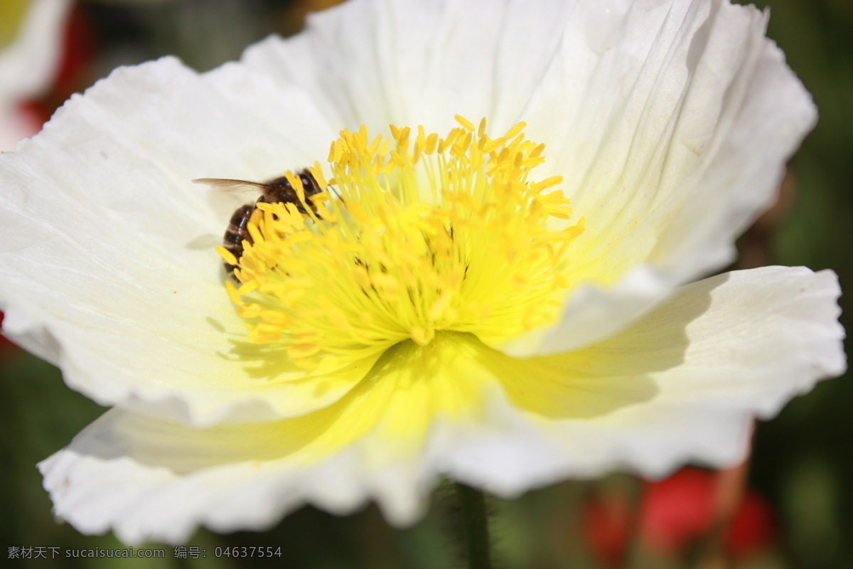 蜜蜂采蜜 采蜜 花蕊 蜜蜂 黄色花蕊 白色花朵 花草 生物世界
