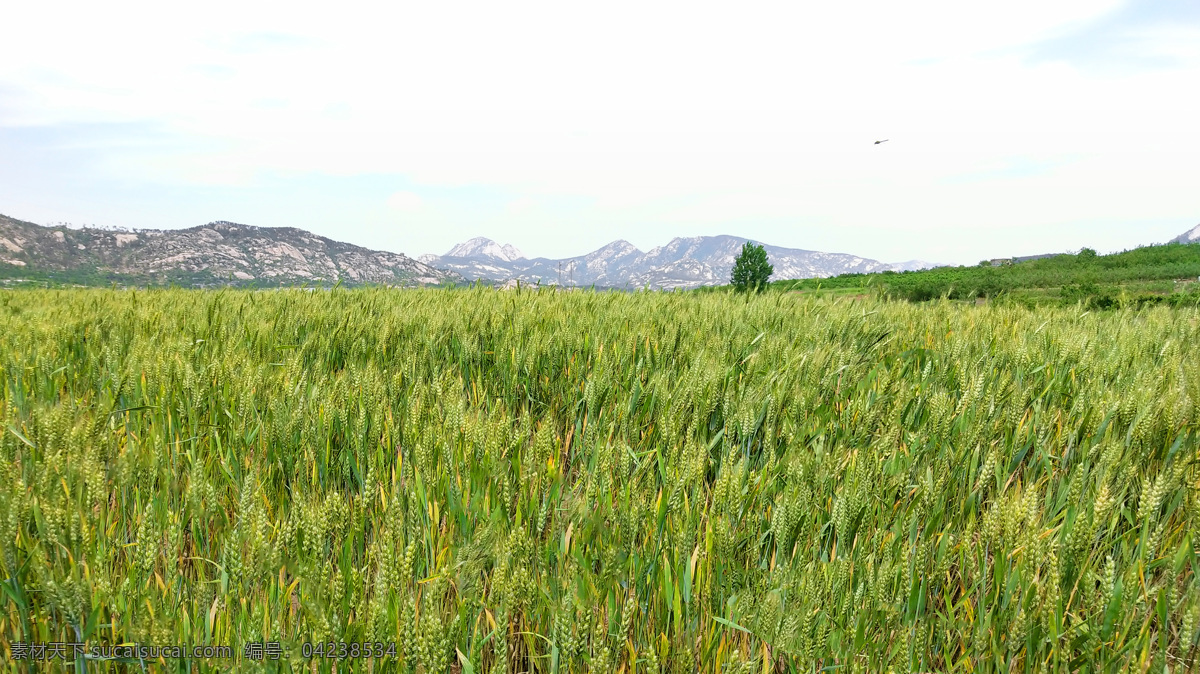 小麦 粮食 美食 风景 绿色 自然景观 田园风光