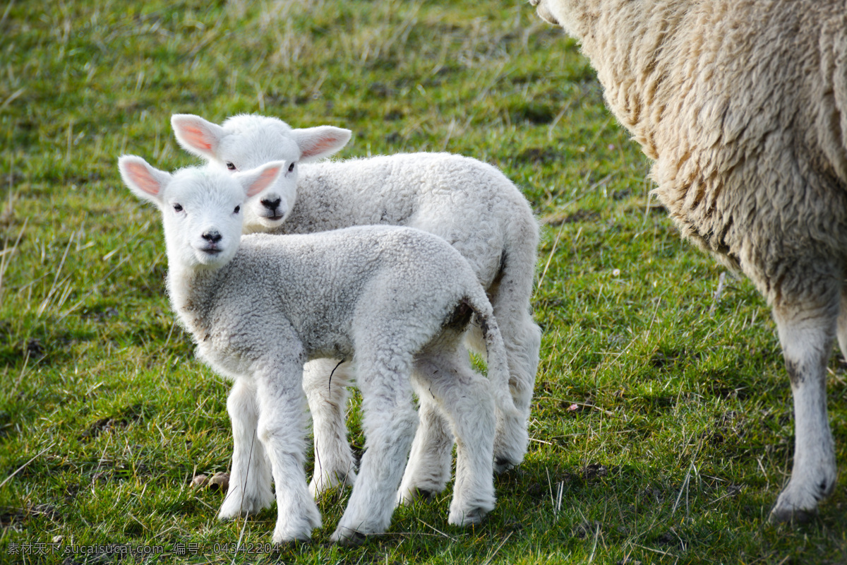 小绵羊 绵羊摄影图片 羊 绵羊 动物世界 陆地动物 生物世界 小绵羊摄影