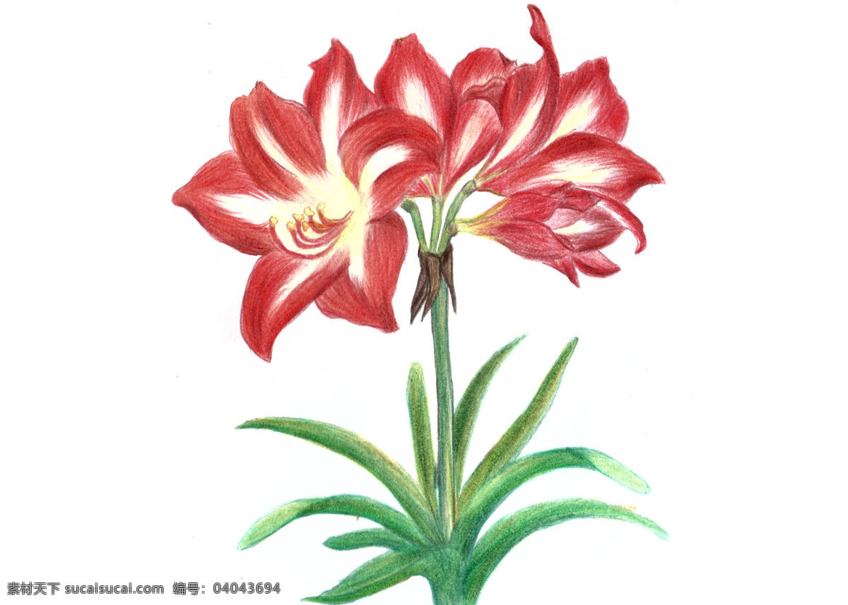 花卉 绘画书法 手绘 文化艺术 原创 朱顶 兰 设计素材 模板下载 朱顶兰 朱顶红 红色大花朵