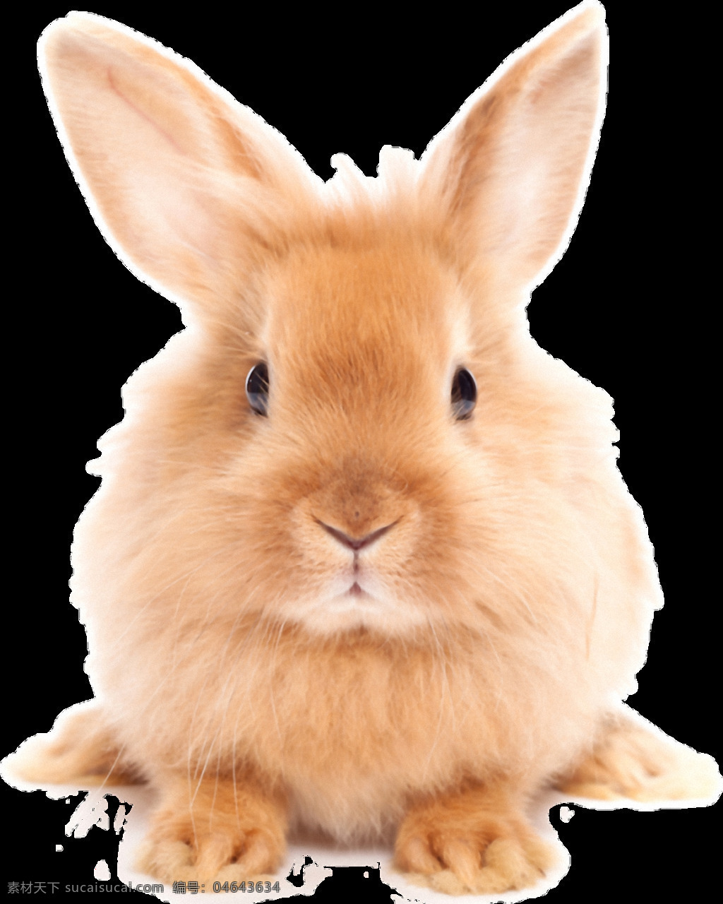 可爱 棕色 毛发 兔子 免 抠 透明 可爱呆萌兔子 超 萌 小 可爱小兔子 大兔子 萌兔子 可爱兔子