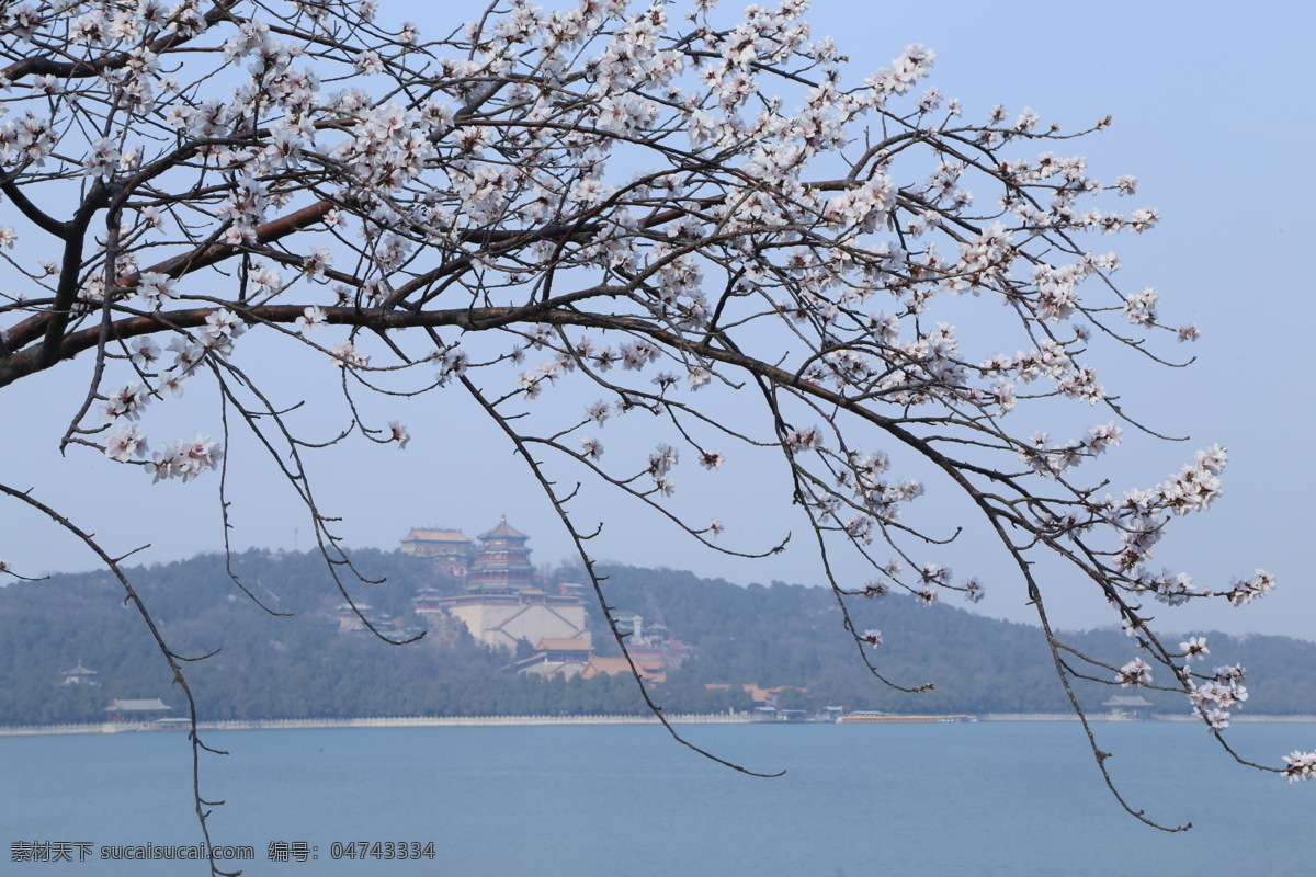 颐和园山桃花 霾天山桃花 湖水 颐和园西堤 西堤风景 初春山桃花 花枝 园林美景 山桃花 桃花美景 绿化景观 桃花 花卉 花儿 花朵 花蕊 花瓣 花草 山桃碧桃 生物世界