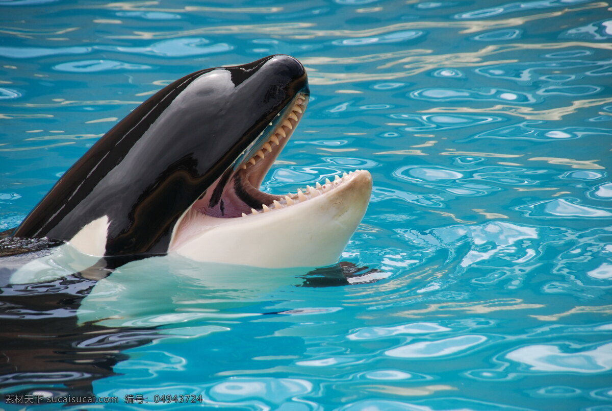海洋 海豚 高清 可爱海豚 海洋动物 保护动物
