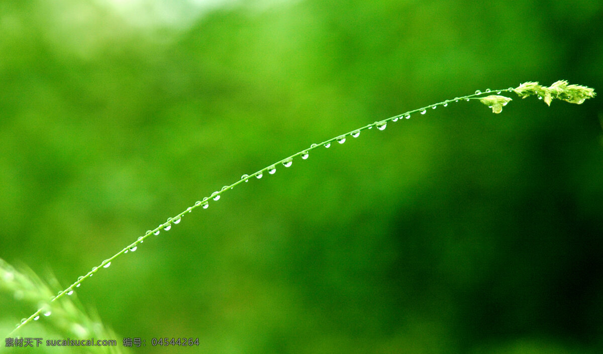 带露珠的小草 草 露珠 湿润 清新 自然环境 自然景观 自然风景 摄影图库