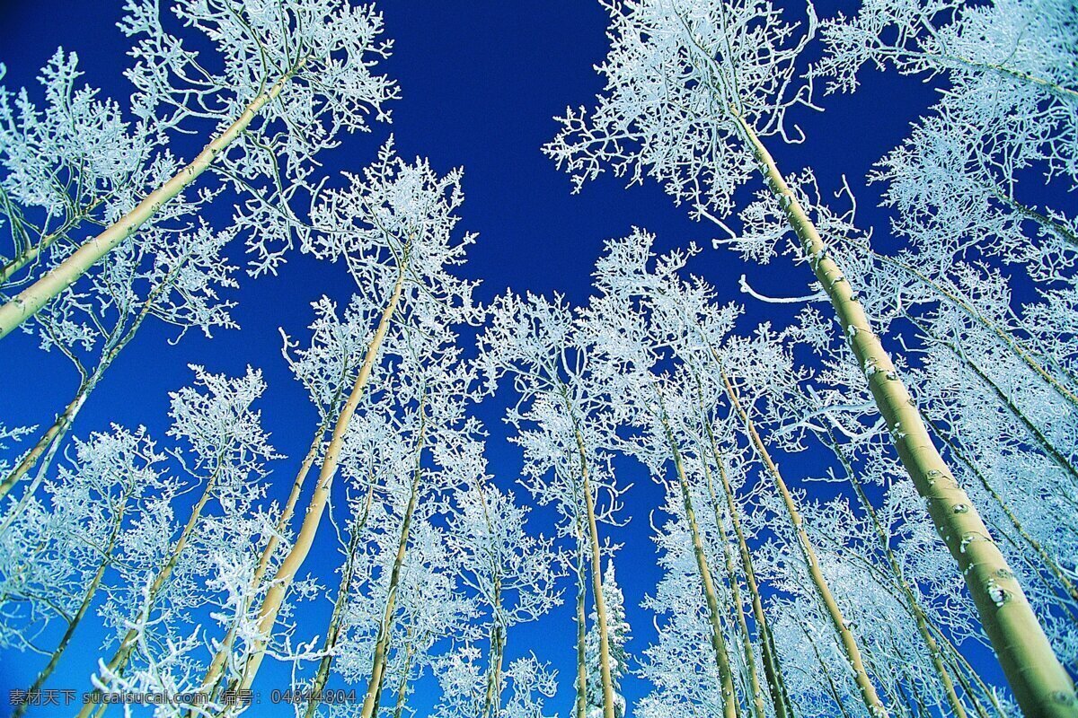 冬天雪景 树林 天空 清新 梦幻 美丽 雾凇 自然景观 自然风景