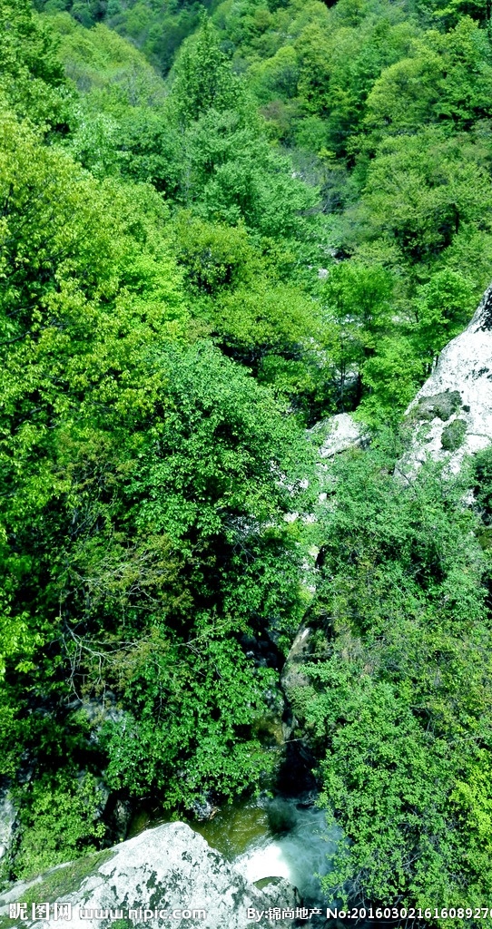 树林 树木 树叶 草地 密树林 叶子 大树 风景 春天 树枝 树干 泉水 大山 原创 摄影图片 自然景观 山水风景