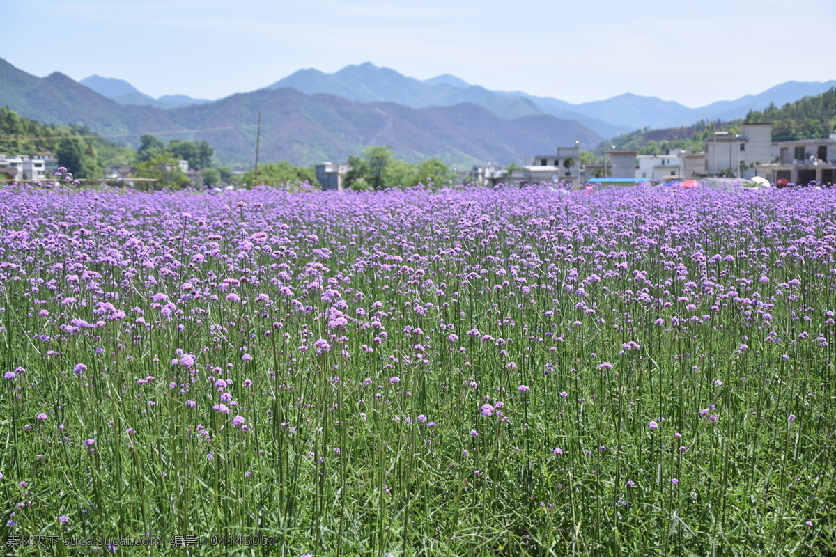 紫色 薰衣草 花田 紫色花田 山 花 植物 风景 自然景观 山水风景