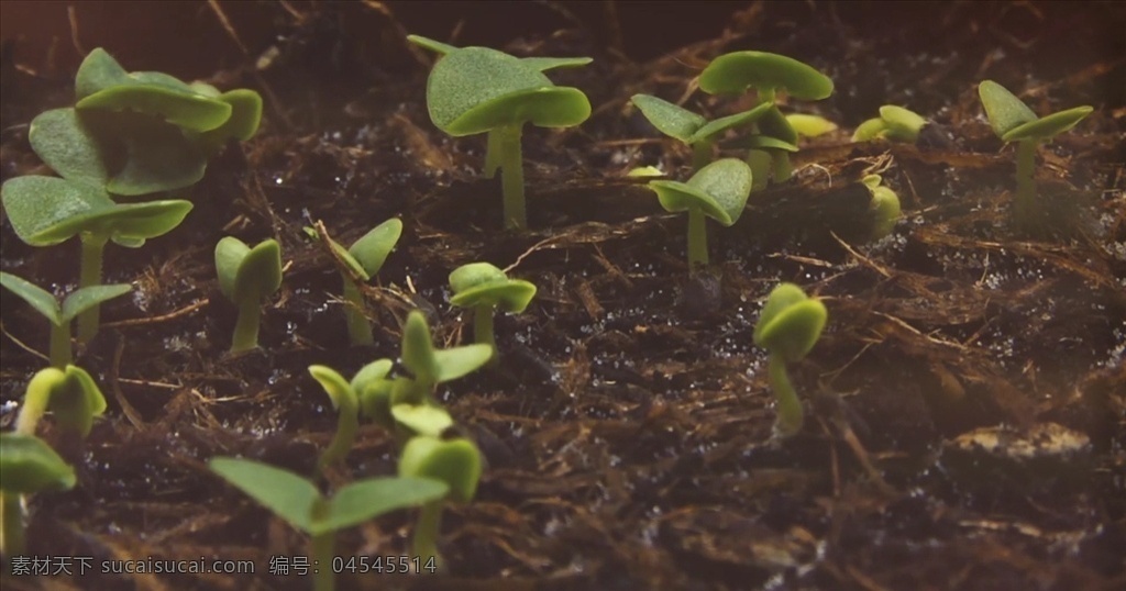 植物发芽 实拍发芽 植物素材 高清植物发芽 种子发芽 多媒体 实拍视频 动物植物 mp4
