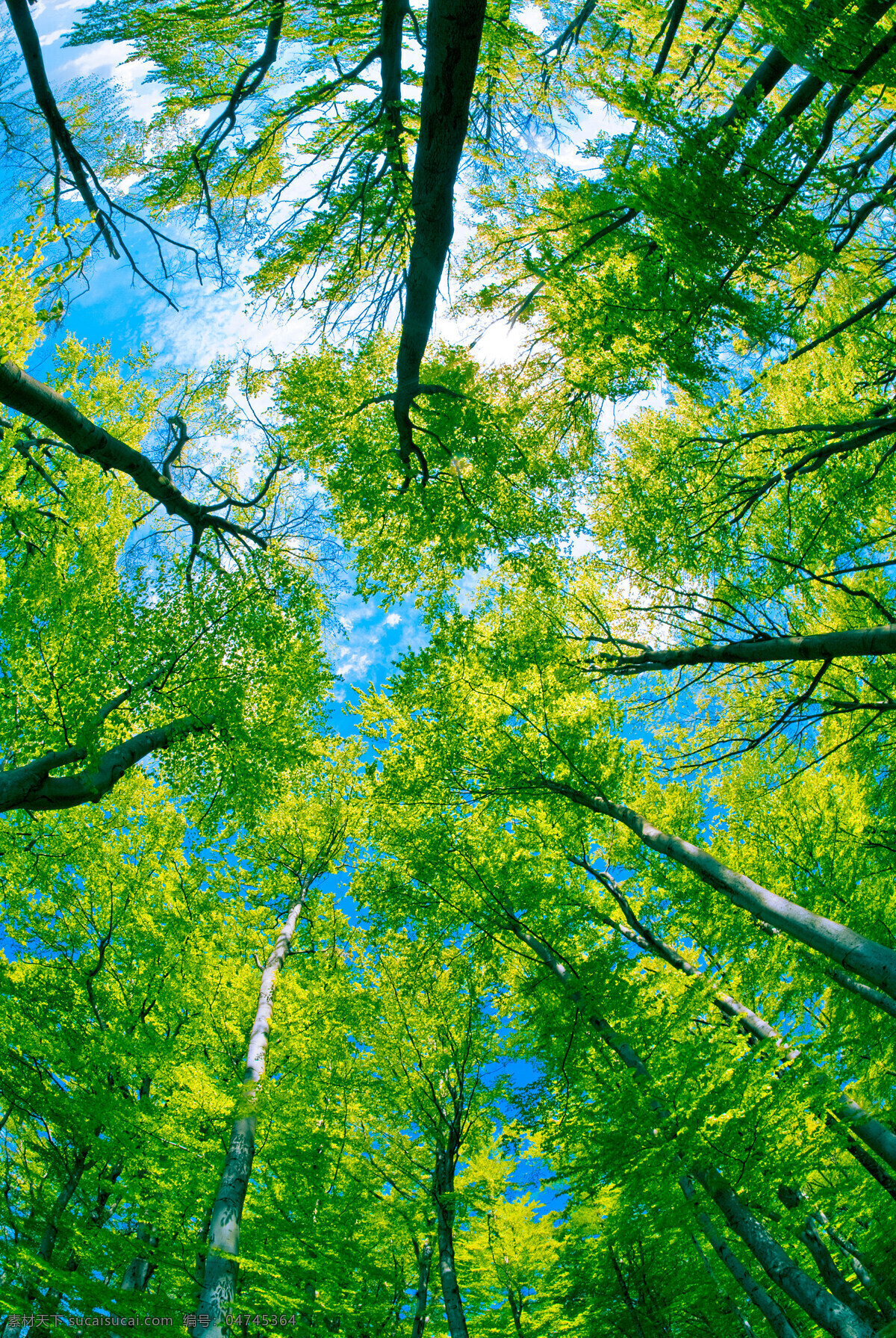 仰视 蓝天 白云 绿树 树林 森林 树木 树枝 绿叶 茂盛 浓郁 清新 清爽 春天树林 春季树林 树林树木摄影 树木树叶 生物世界