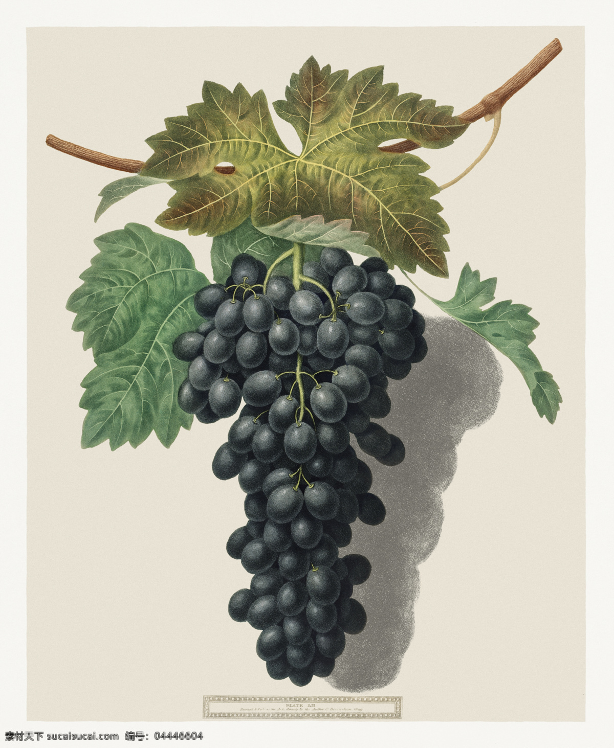 黑王子葡萄 黑葡萄 手绘葡萄 卡通葡萄 葡萄插图 葡萄插画 葡萄背景 食物 生物世界 水果