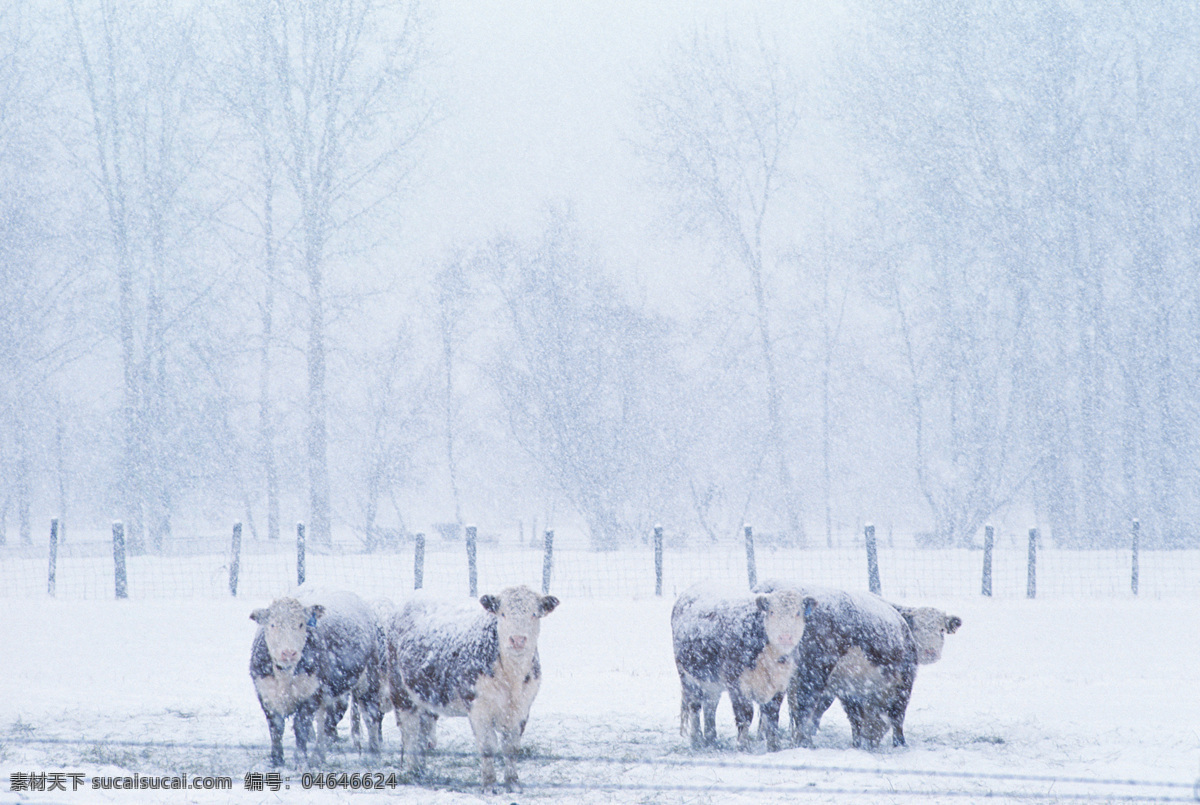 畜牧业 家禽家畜 绵羊 农业 生物世界 树 下雪 小绵羊 雪 雪景 下大雪 羊 羊群