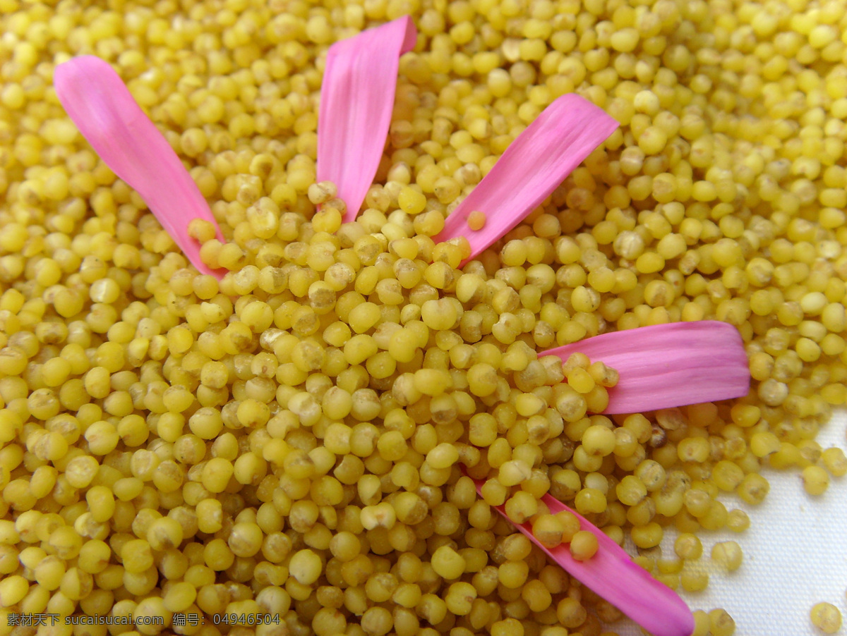小米 粮食 五谷 谷子 金黄小米 有机小米 绿色食品 山西美食 小米粒 米粒图片 小米图片 食物原料 餐饮美食
