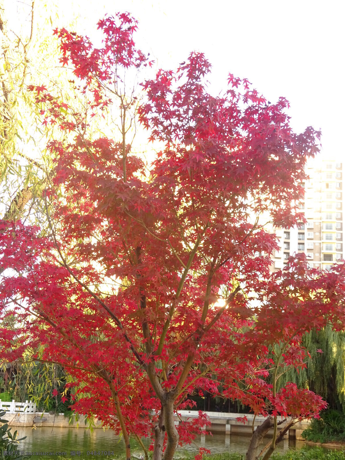 莲花池 枫叶 公园枫叶 红色枫叶 叶子 红色叶子 秋天 生物世界 树木树叶