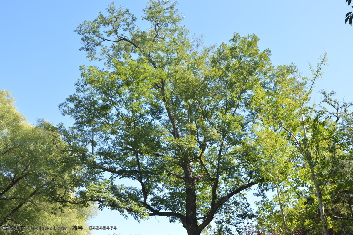 老槐树 槐树 古槐 树木 植物 树冠 枝叶 蓝天 绿化景观 树木树叶 建筑园林 园林建筑