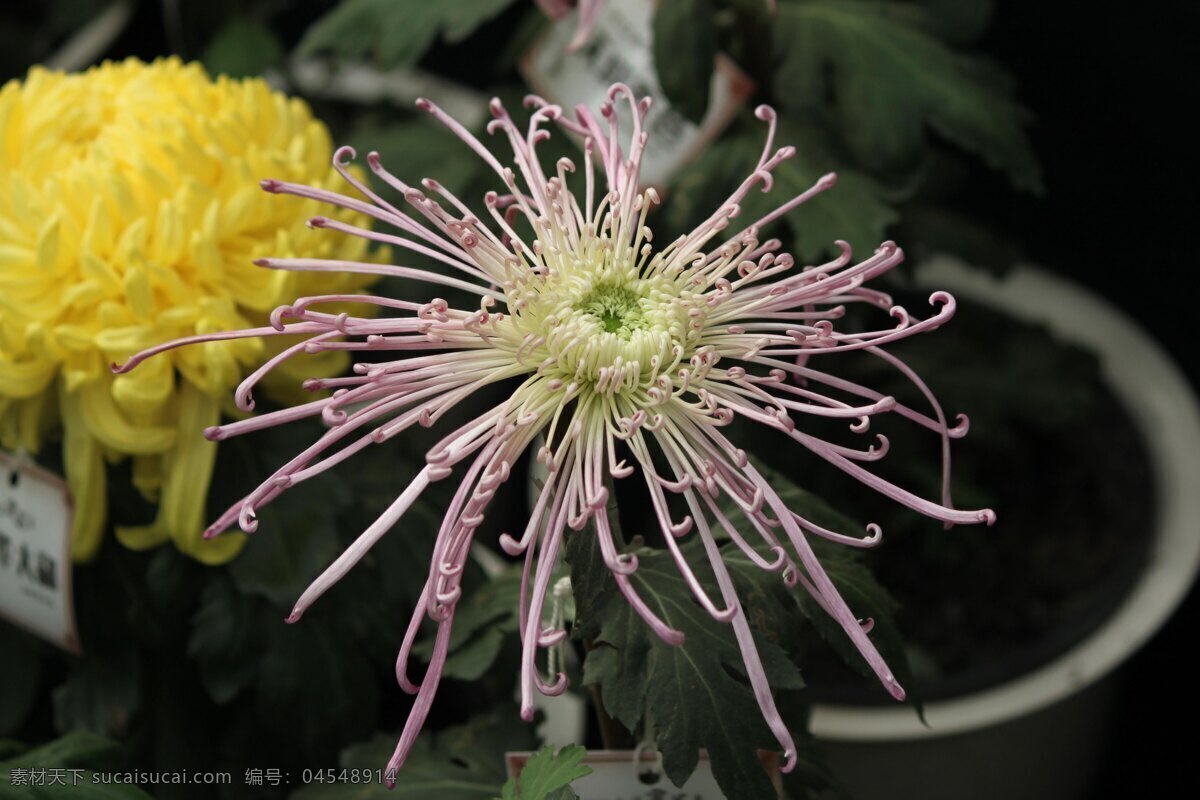 菊花 花草 花卉 生物世界 品种菊 菊花展览 秋菊 装饰素材 展示设计