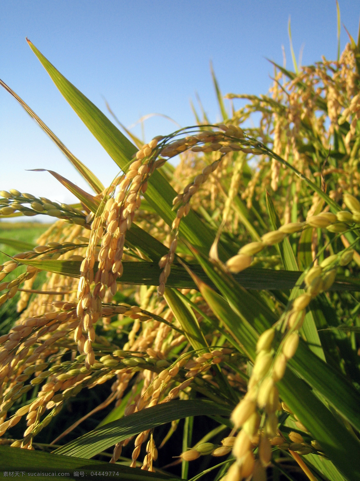 金黄的水稻 水稻 稻谷 稻子 农作物 庄稼 食物 食材 餐饮美食 食物原料