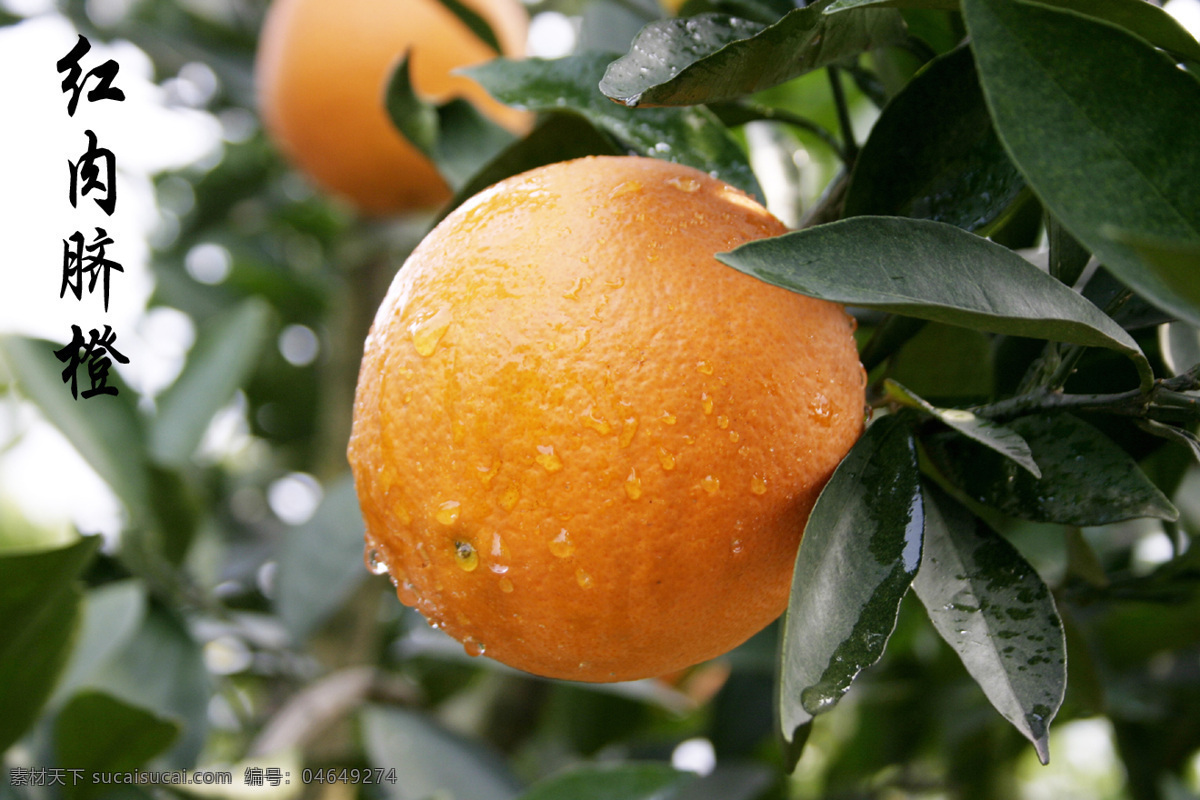 红肉脐橙 脐橙 柑桔 柑橘 水果 果园 硕果累累 喜获丰收 农作物 生物世界