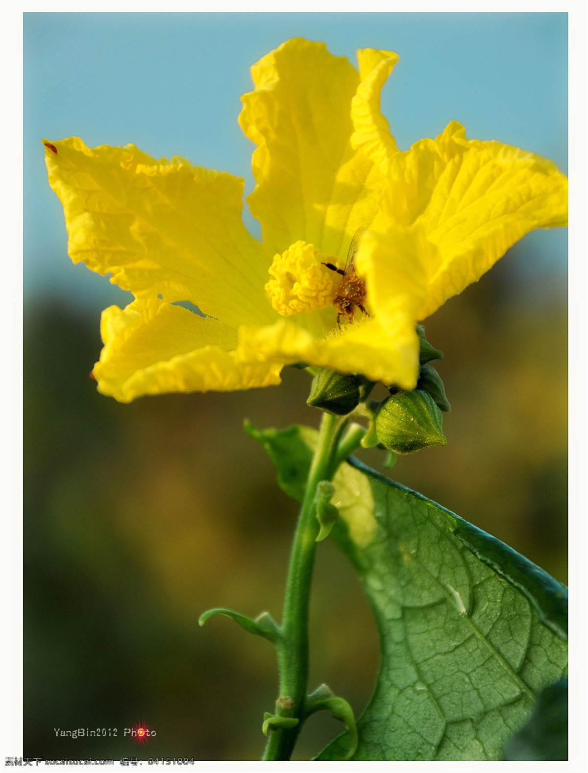 南方 夏天 花朵 绿叶 蜜蜂 生物世界 蔬菜 南方夏天 勉县 丝瓜花 向日 早晨的花 风景 生活 旅游餐饮