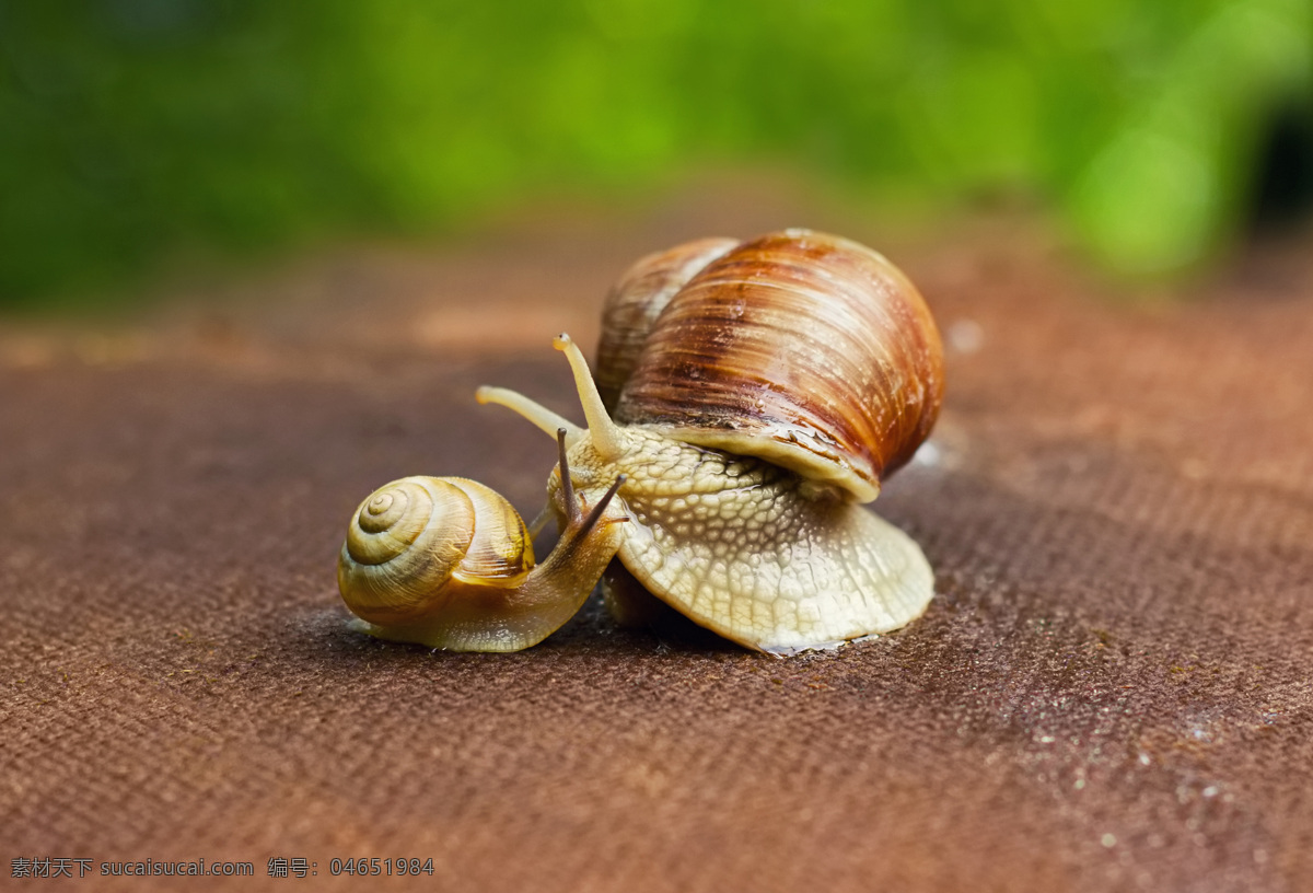 大 蜗牛 小 小蜗牛 蜗牛摄影 动物昆虫 动物摄影 昆虫世界 生物世界