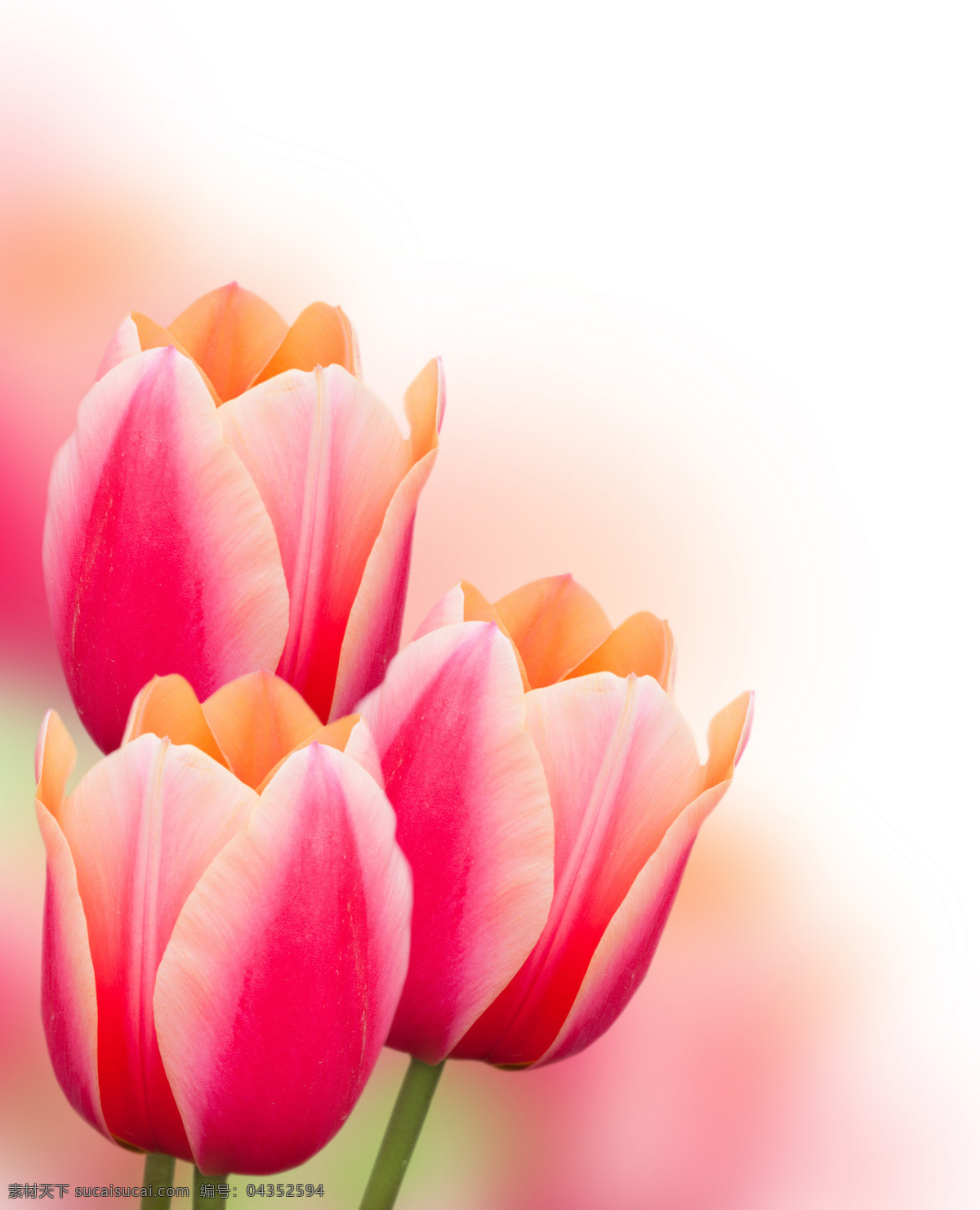 郁金香 植物 鲜花 近照 唯美 浪漫 美丽的花朵 朦胧 梦幻 意境 粉色 淡雅 花草树木 生物世界