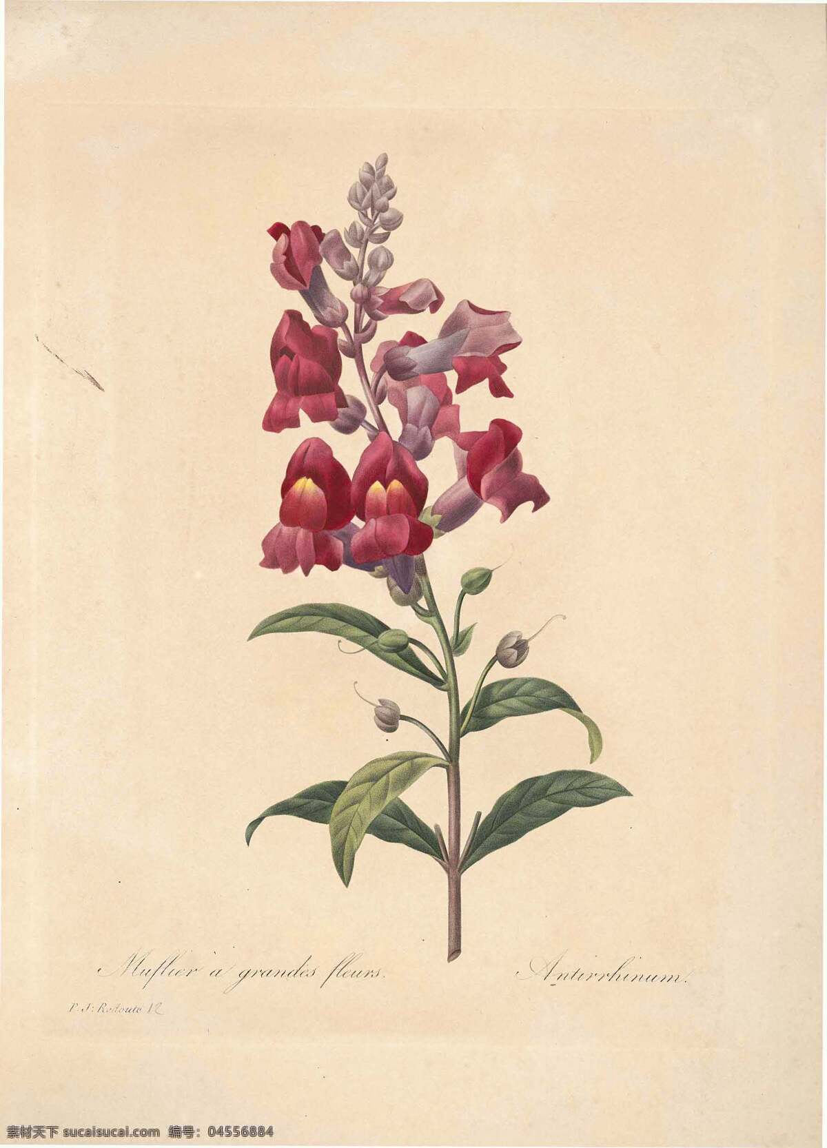 珍藏版 植物 图谱 小红花 一串红 水彩画 鲜花 仿古 绘画书法 文化艺术 花草 生物世界