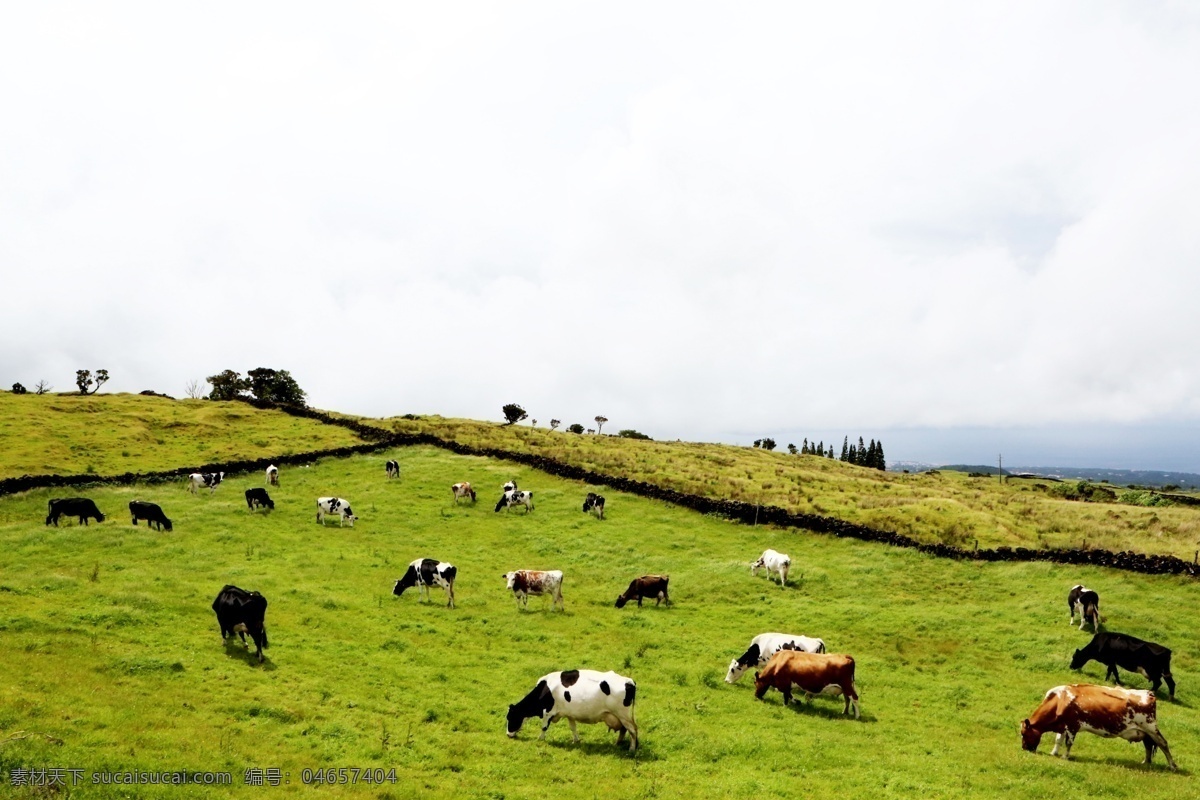 奶牛场 奶牛 养殖 草地 牧场 放牧 养殖业 牛 散养 生物世界 家禽家畜