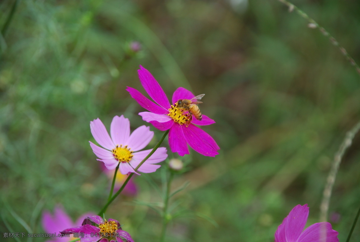 蜜蜂 昆虫 生物世界 格桑花