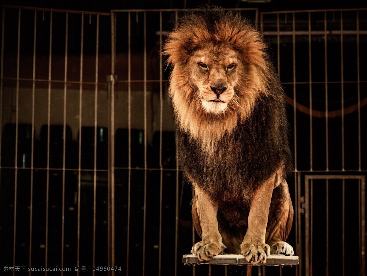 站 小 凳子 上 狮子 动物 生物 野生动物 陆地动物 小凳子 铁栏 生物世界