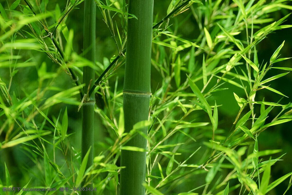 竹叶 绿色竹 竹林 树木树叶 生物世界