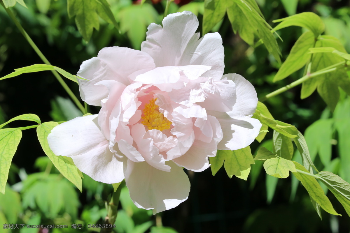 牡丹花 牡丹 观赏花卉 鼠姑 木芍药 百雨金 洛阳花 花朵 花瓣 花蕊 花卉 花儿 花草 植物 园林绿化 绿化景观 芍药牡丹 生物世界