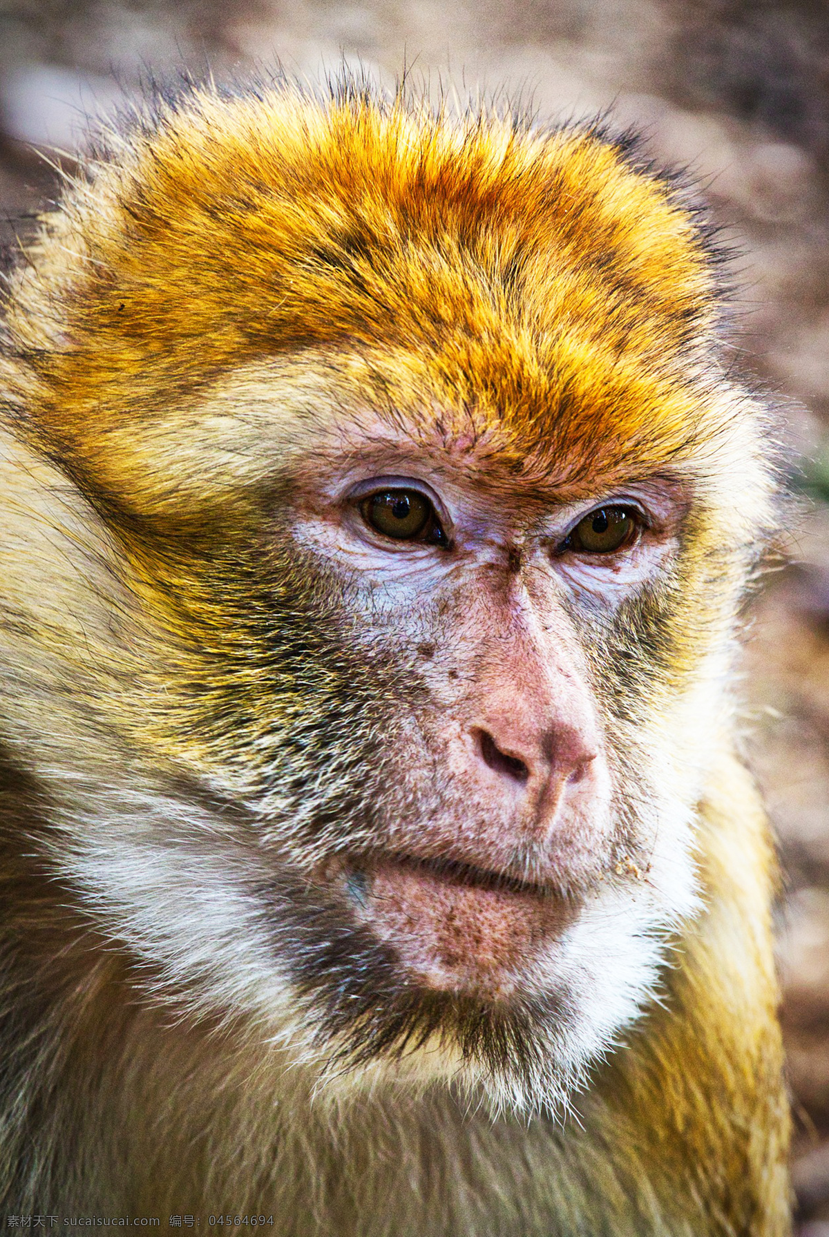猴子 猴 哺乳动物 灵长类动物 狒狒 猿猴 monkey