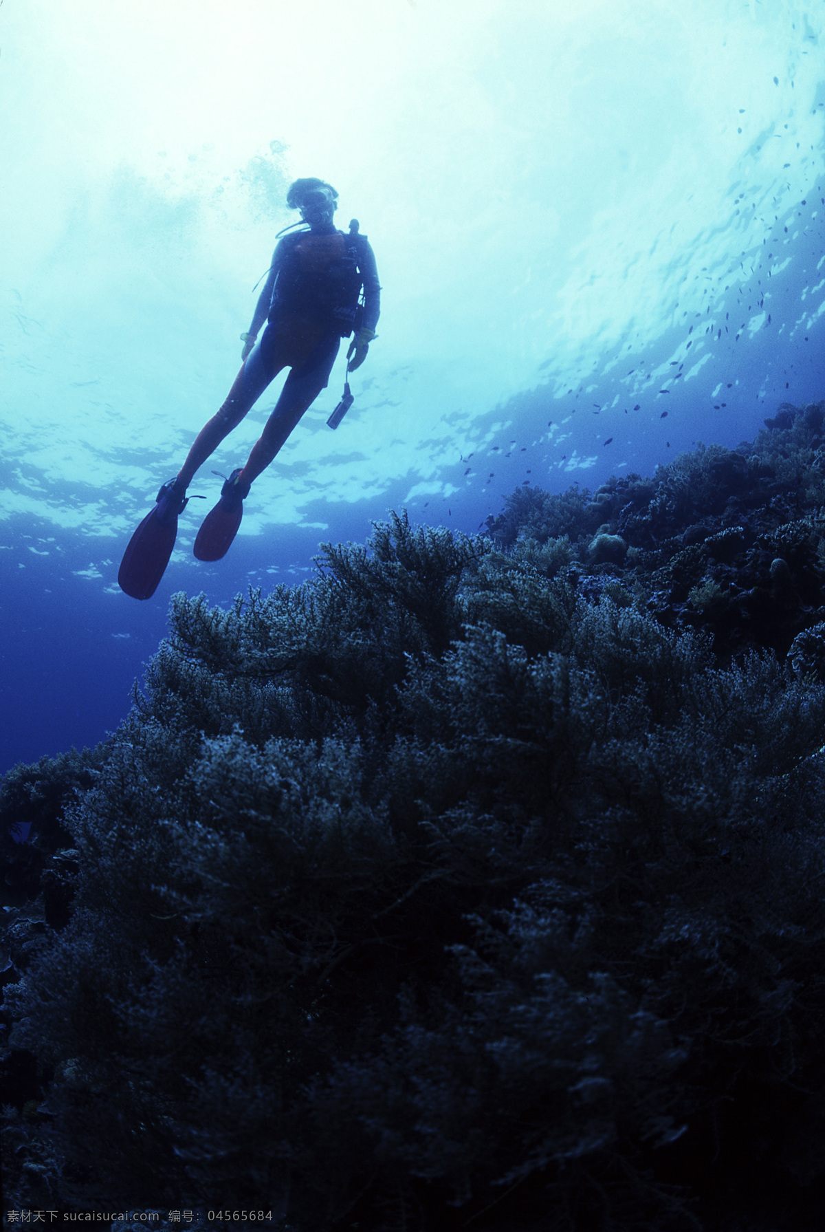 全球 首席 大百科 海底 潜水 潜水员 珊瑚 深海 探索 探秘