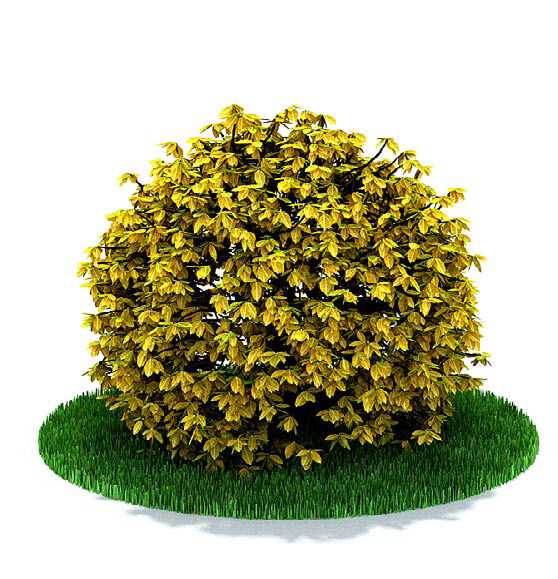 球形 黄色 植物 3d 模型 3d模型 3d渲染 模型素材
