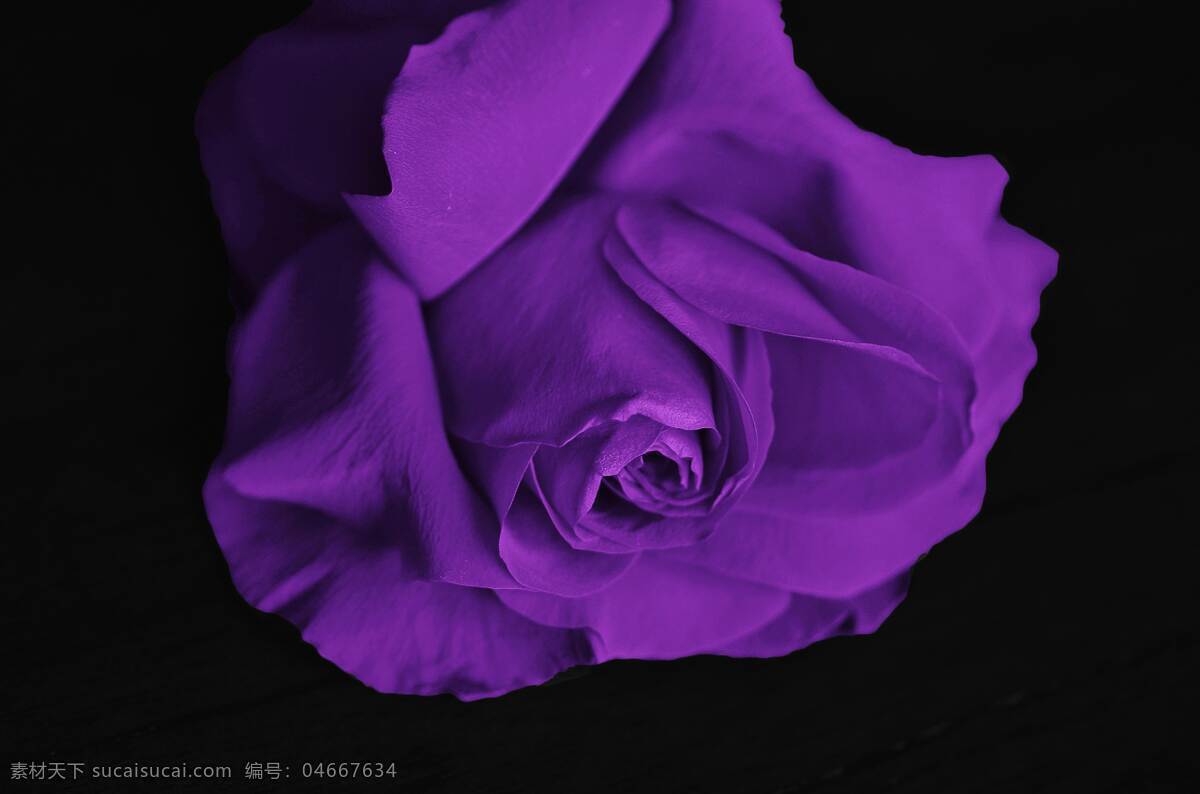 紫色玫瑰 玫瑰花 玫瑰 鲜花 花卉 花语 花艺 园艺 花朵 花瓣 生物世界 花草