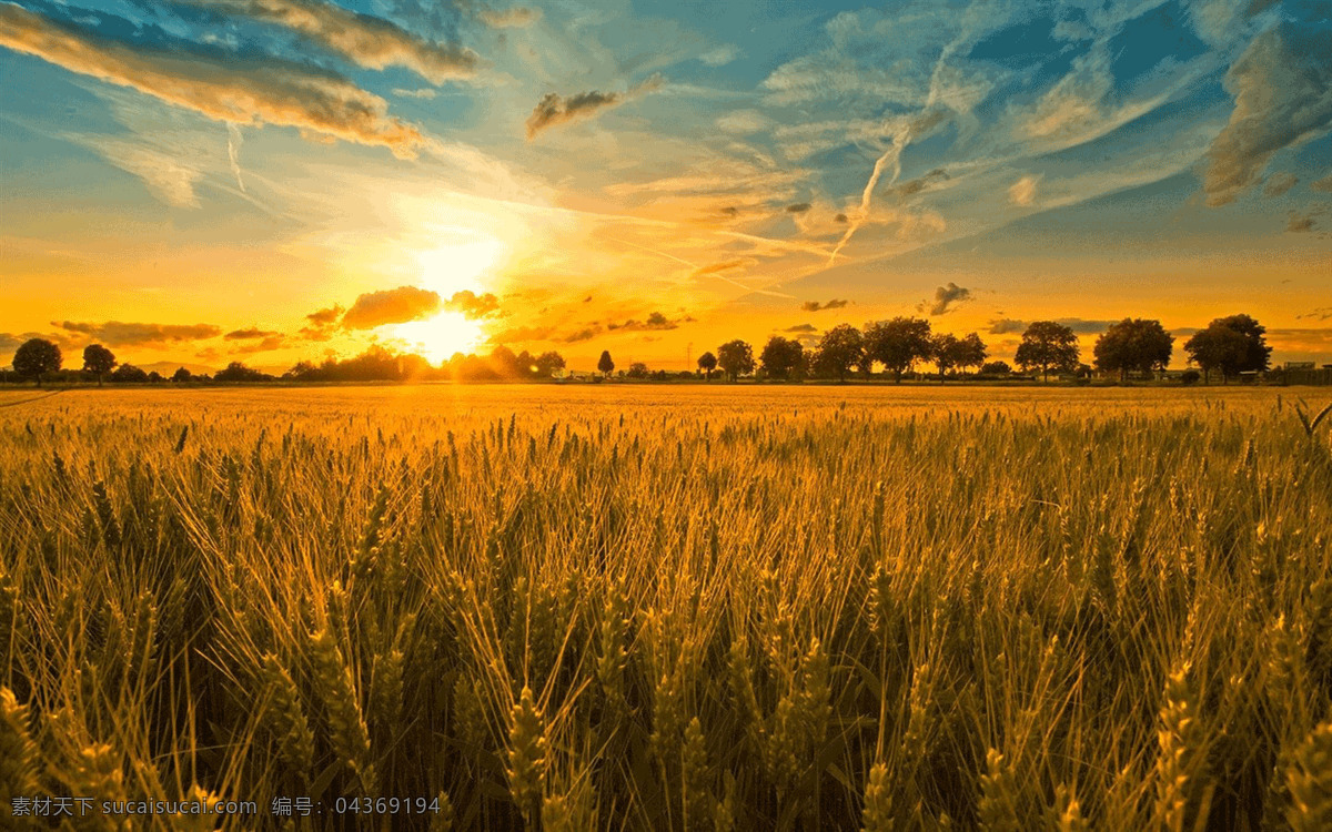 夕阳 下 麦田 风景 蓝天 白云 晚霞 绿树 树木 金黄色的麦田 高清壁纸 自然景观 自然风光