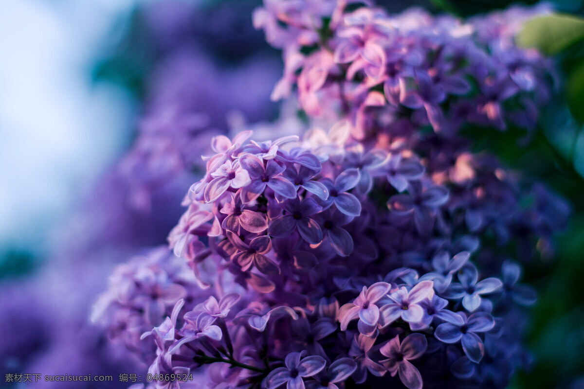 唯美 紫丁香 花 丁香花 紫丁香花 丁香 紫色花朵 紫色 花朵