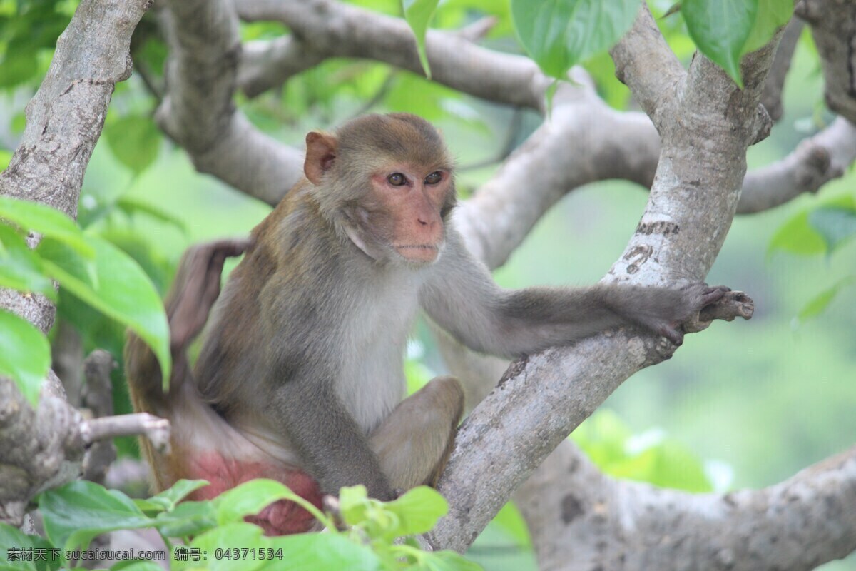 猴子 猿猴 野候 野生猴子 野生猿猴 野生 灵长目 树木 树枝 树干 枝头 野生动物 保护动物 哺乳动物 动物 生物世界