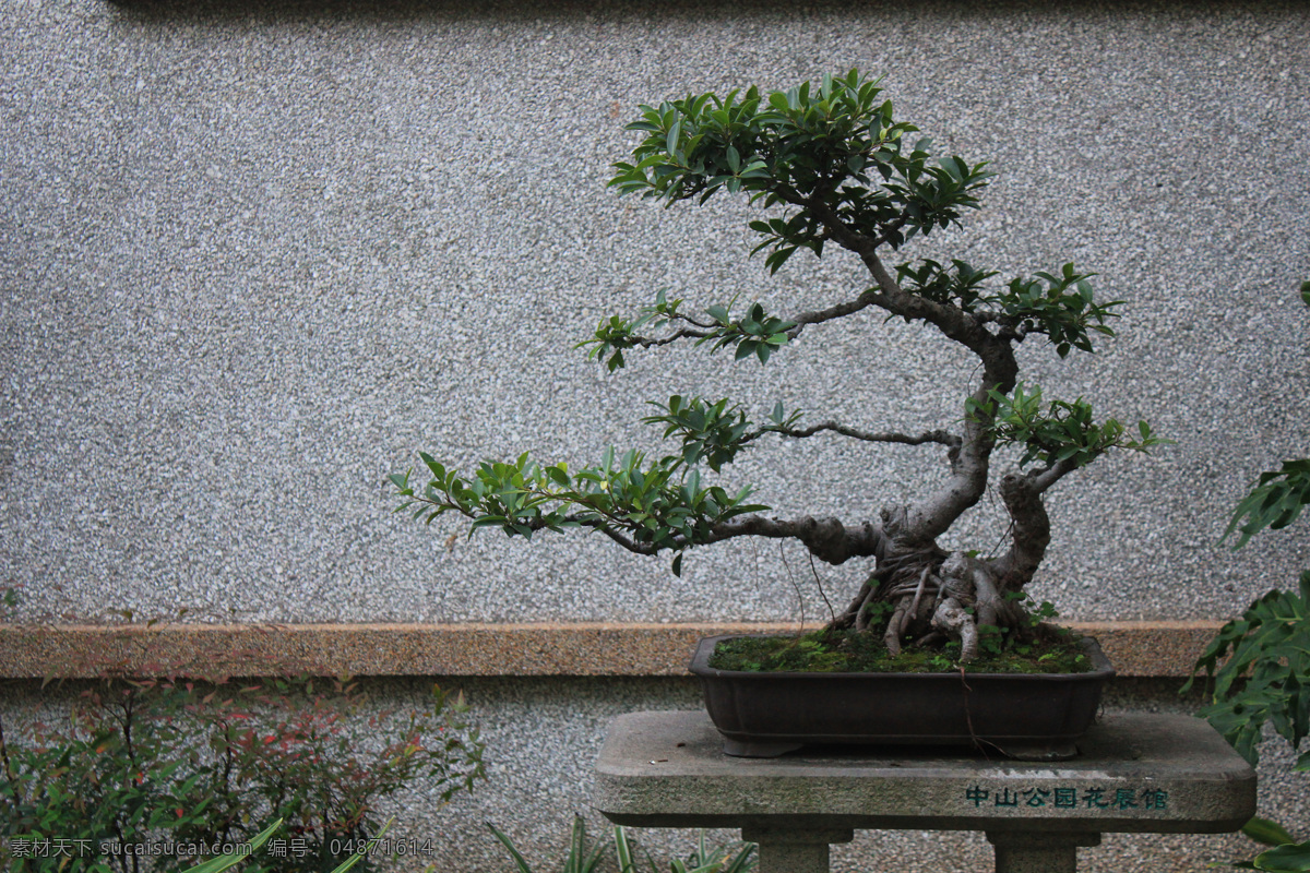 榕树 绿植 树木 绿树 小型榕树盆景 小型榕树 榕树盆景 榕树盆栽 盆栽 盆栽榕树 植物 盆栽植物 盆景 树木树叶 生物世界