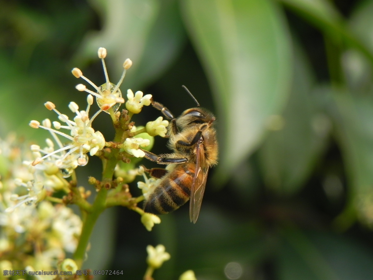 蜜蜂 采 蜜 昆虫 荔枝 蜜蜂采蜜 生物世界 意大利蜂 采蜜 荔枝蜜