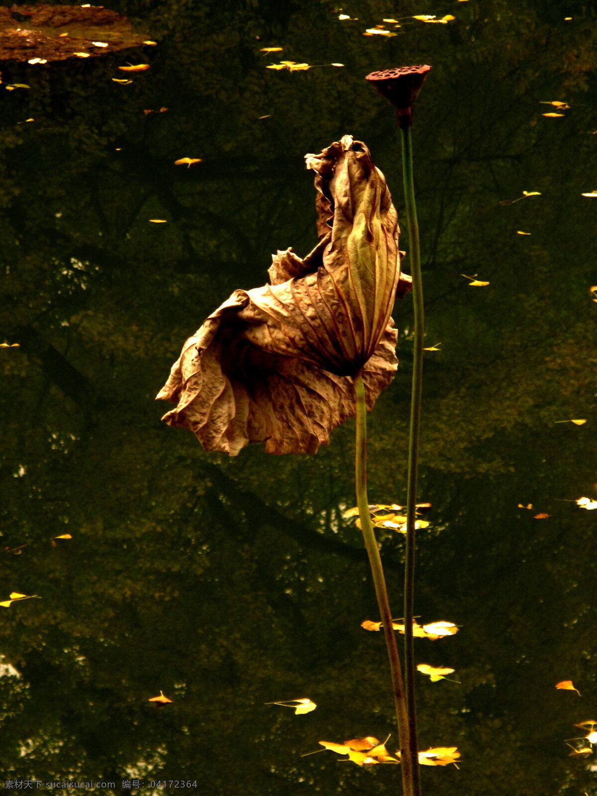 金色的池塘 残荷 斜阳 飘落 银杏 花草 生物世界