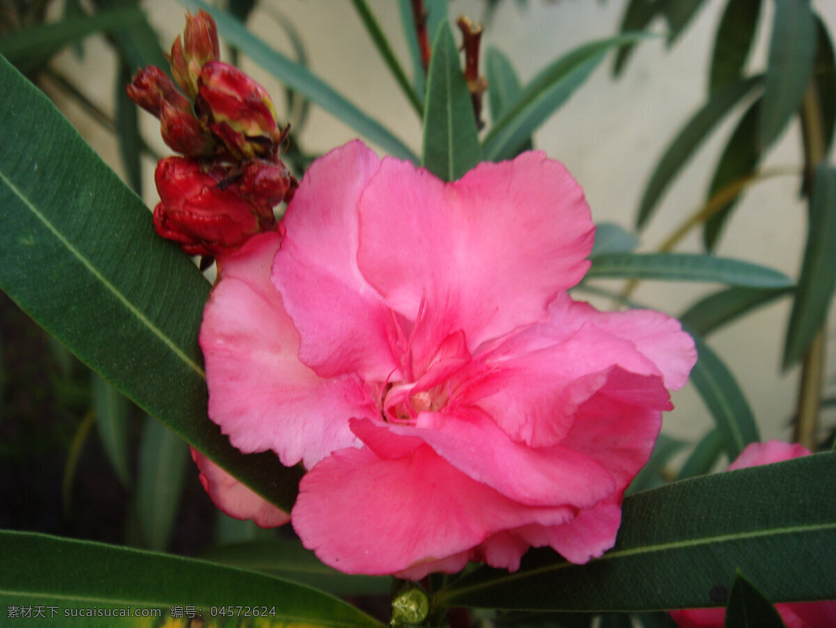 兰 爽 竹 桃 红花 花草 花蕾 绿叶 生物世界 兰爽竹桃 黄色花心