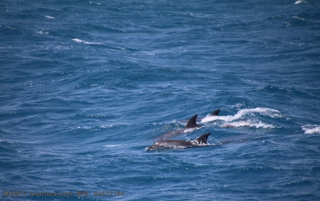 海豚图片 海豚 可爱的海豚 蔚蓝的大海 大海 海洋世界 海洋公园 海水 生物世界 海洋生物