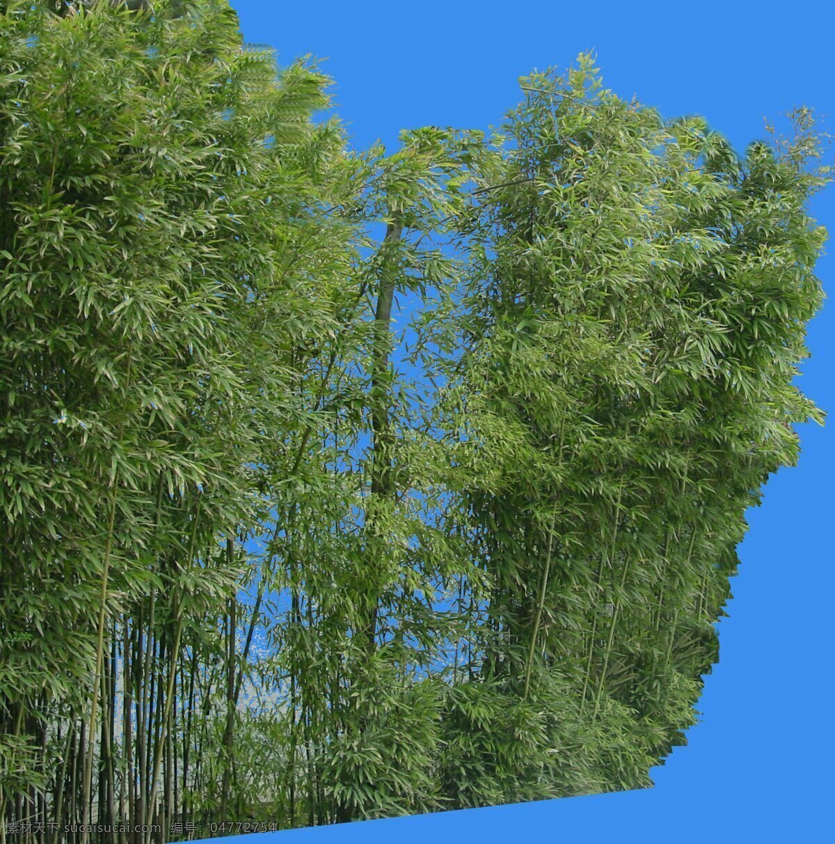 竹子免扣图 建筑 效果图 背景 前景 植物 ps 环境设计 园林设计