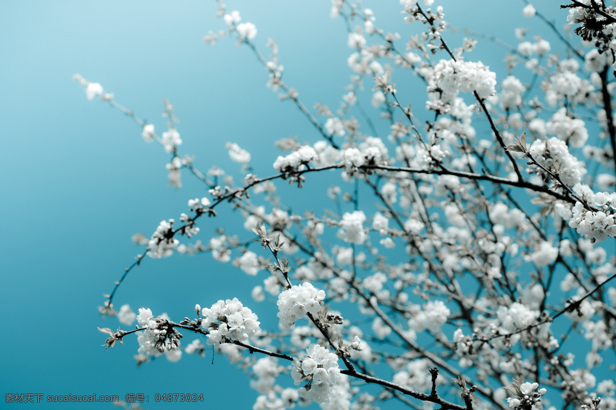 树枝 上 白色 桃花 鲜花 花朵 花卉 桃树 山水风景 风景图片