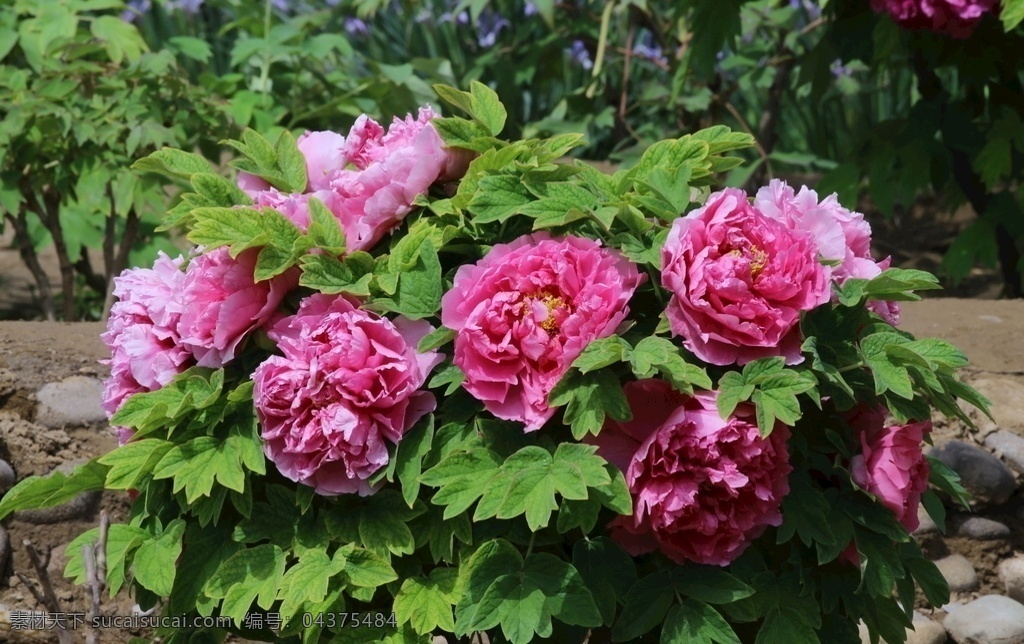 牡丹花 牡丹 观赏花卉 鼠姑 木芍药 百雨金 洛阳花 花朵 花瓣 花蕊 花卉 花儿 花草 植物 园林绿化 绿化景观 芍药牡丹 生物世界