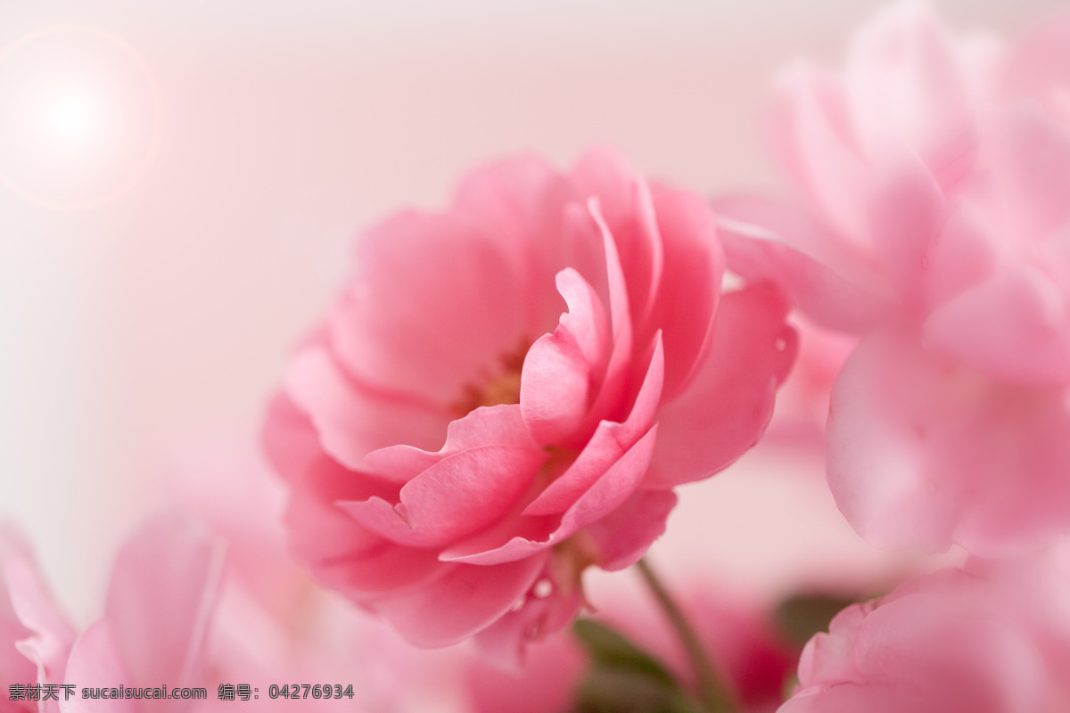 梦幻 背景 粉色 花朵 梦幻背景 植物 鲜花 花卉 花草树木 生物世界