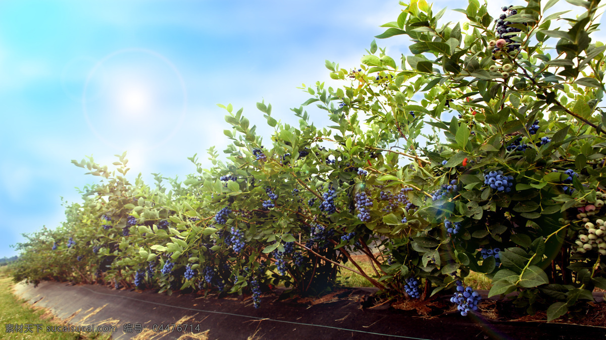 蓝莓 果园 果实 硕果累累 蓝莓圆 水果 生物世界