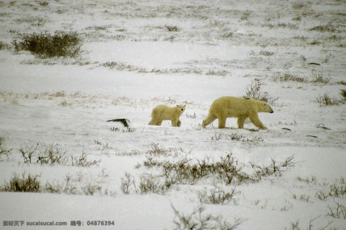 高清图片 jpg图库 摄影图片 北极熊 北极气候 动物世界 生物 陆地动物 生物世界 灰色