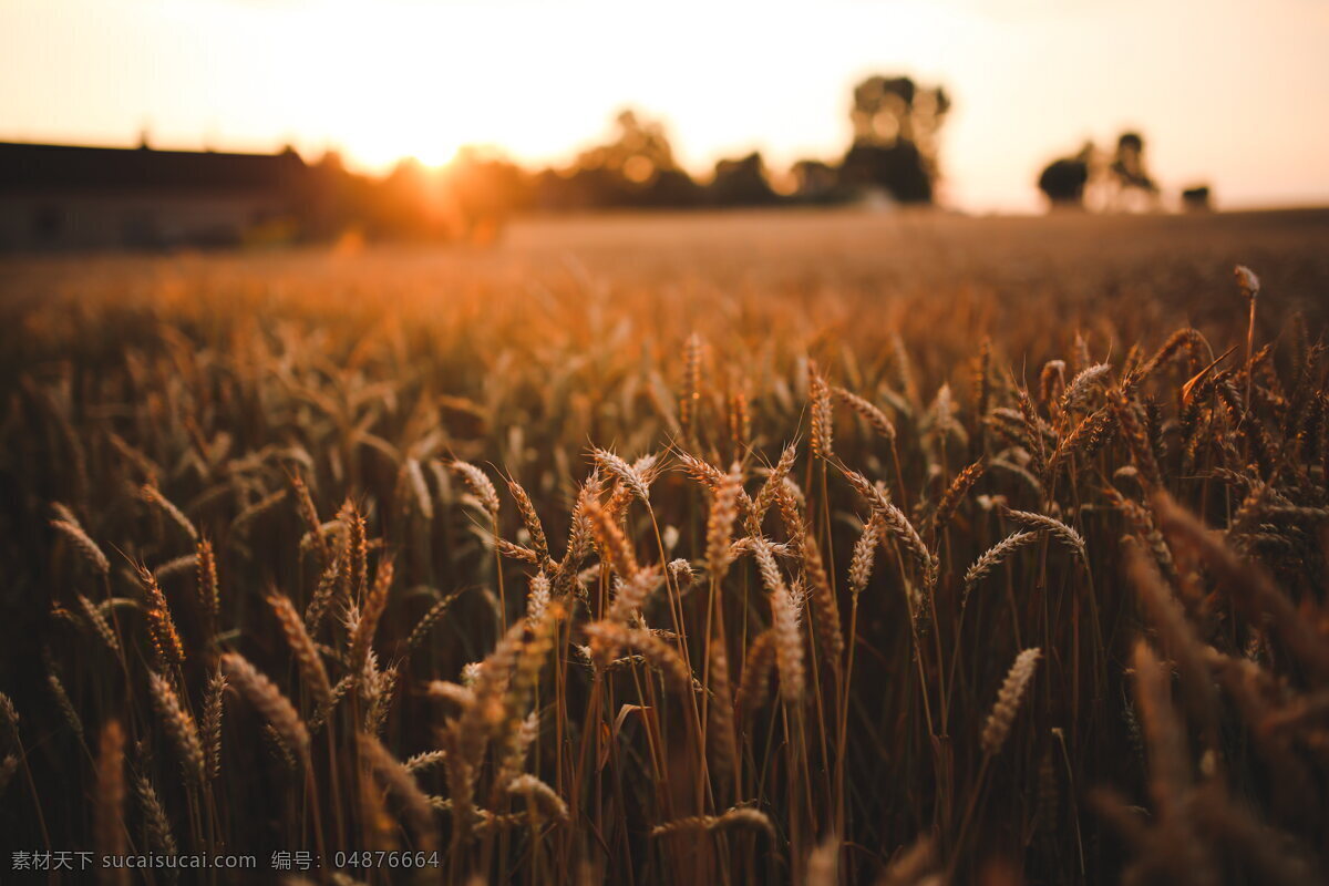 唯美 夕阳 下 麦田 风景 非主流 麦子 麦浪